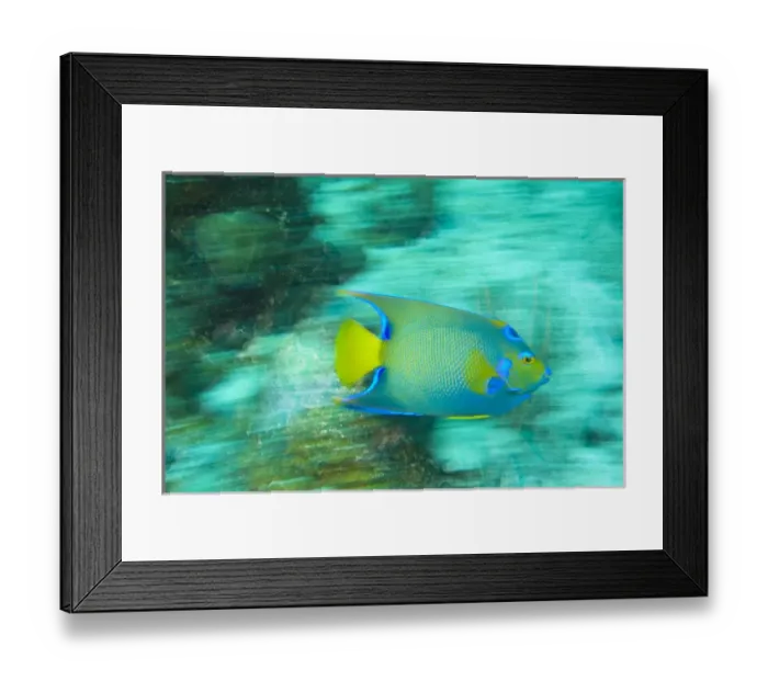 Framed Print : Queen Angelfish (Holocanthus ciliaris), Utila, North Side, Bay Islands, Honduras Framed Print : Queen Angelfish (Holocanthus ciliaris), Utila, North Side, Bay Islands, Honduras