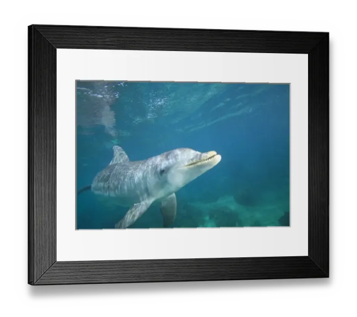 Framed Print : underwater view of Bottlenose Dolphin (Tursiops truncatus), Roatan, Bay Islands