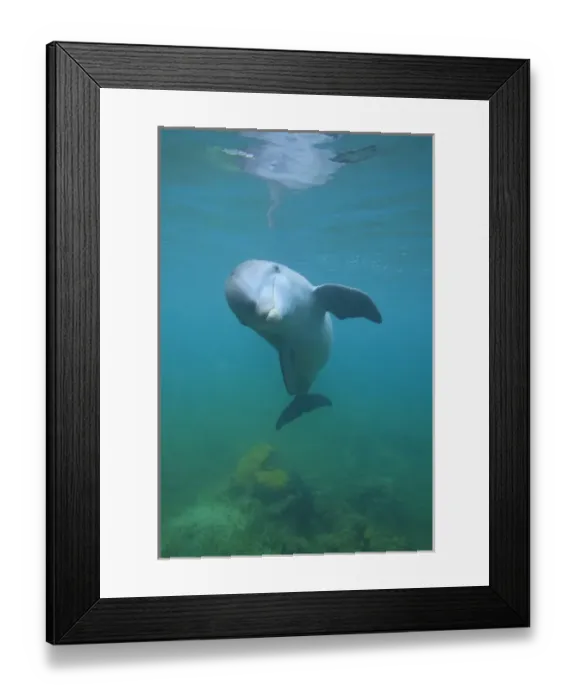 Framed Print : underwater view of Bottlenose Dolphin (Tursiops truncatus), Roatan, Bay Islands Framed Print : underwater view of Bottlenose Dolphin (Tursiops truncatus), Roatan, Bay Islands