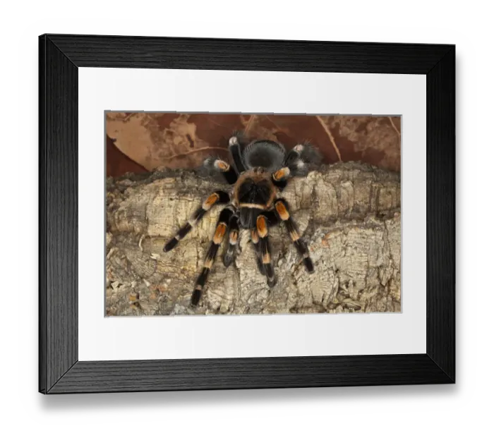 Framed Print : Red Knee Tarantula, Brachypelma smithi, Mexico Framed Print : Red Knee Tarantula, Brachypelma smithi, Mexico