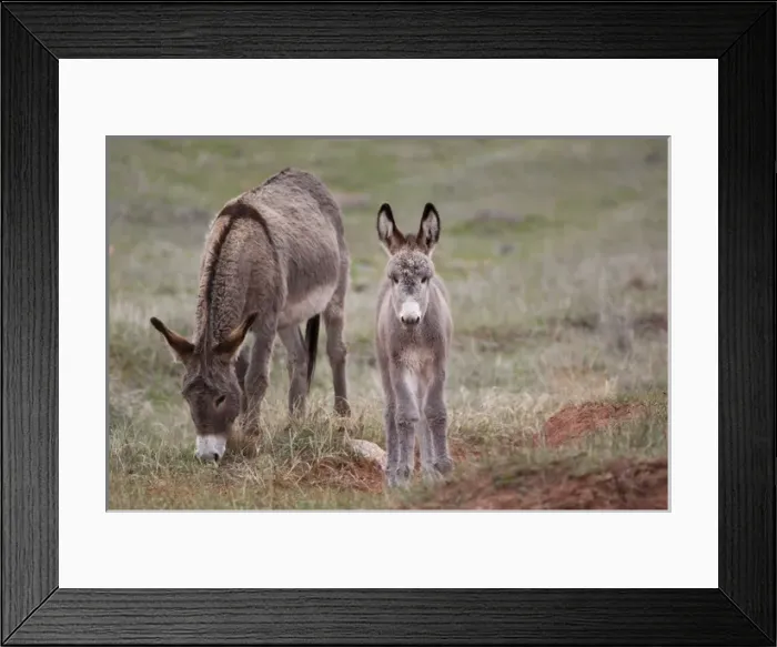 Framed Print : SD, Custer State Park, Wild Burros, mother and baby Framed Print : SD, Custer State Park, Wild Burros, mother and baby
