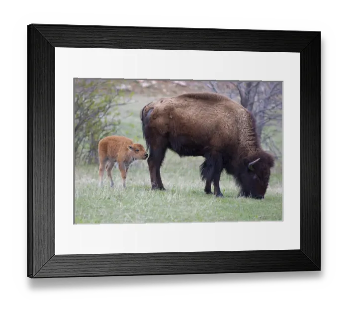 Framed Print : SD, Custer State Park, Bison mother and calf, Bison bison Framed Print : SD, Custer State Park, Bison mother and calf, Bison bison
