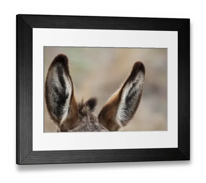 Framed Print : SD, Custer State Park, Wild Burro, Burro ears