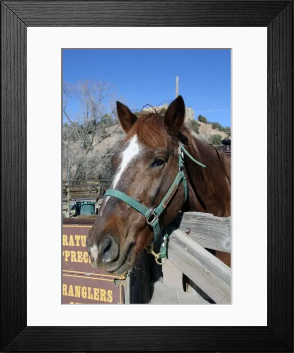 Framed Print : North America, USA, New Mexico. Horse at riding stables of Bishops Lodge Resort near Santa Fe