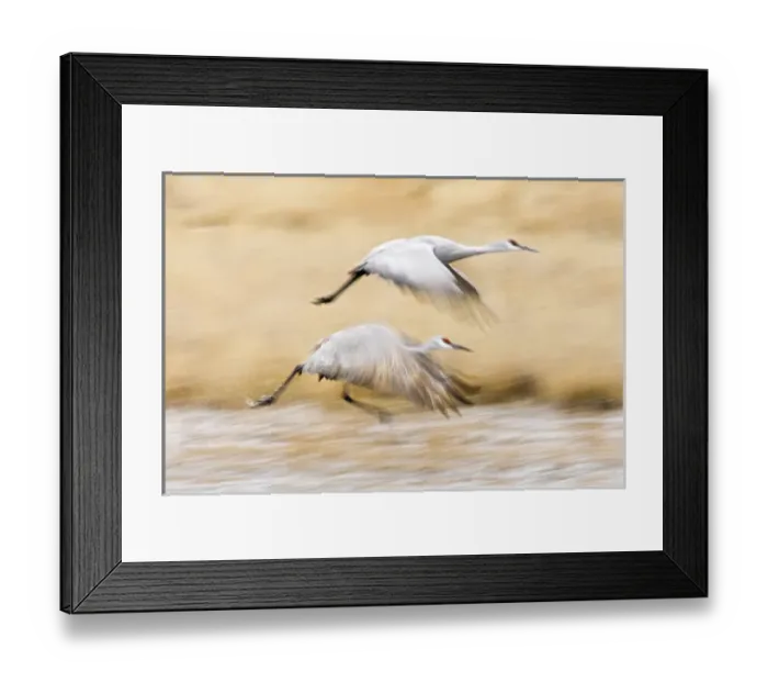 Framed Print : Sandhill Crane (Grus canadensis) in running take-off from roost at Bosque del Apache Framed Print : Sandhill Crane (Grus canadensis) in running take-off from roost at Bosque del Apache