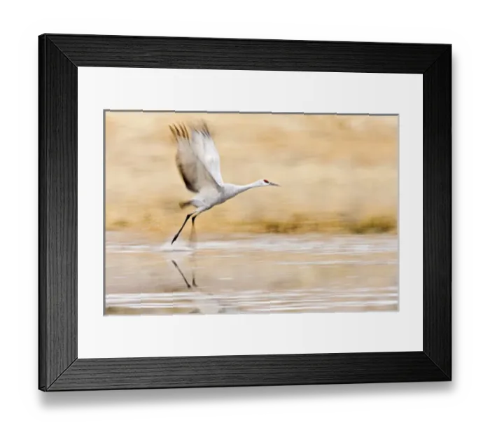 Framed Print : Sandhill Crane (Grus canadensis) in running take-off from roost at Bosque del Apache Framed Print : Sandhill Crane (Grus canadensis) in running take-off from roost at Bosque del Apache