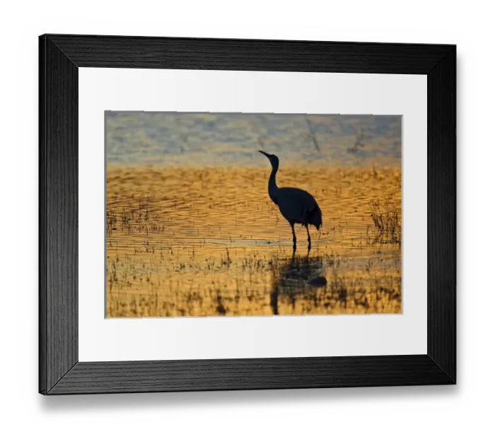 Framed Print : Sandhill Crane (Grus canadensis) drinking in shallow pond at sunset, winter, Bosque Framed Print : Sandhill Crane (Grus canadensis) drinking in shallow pond at sunset, winter, Bosque