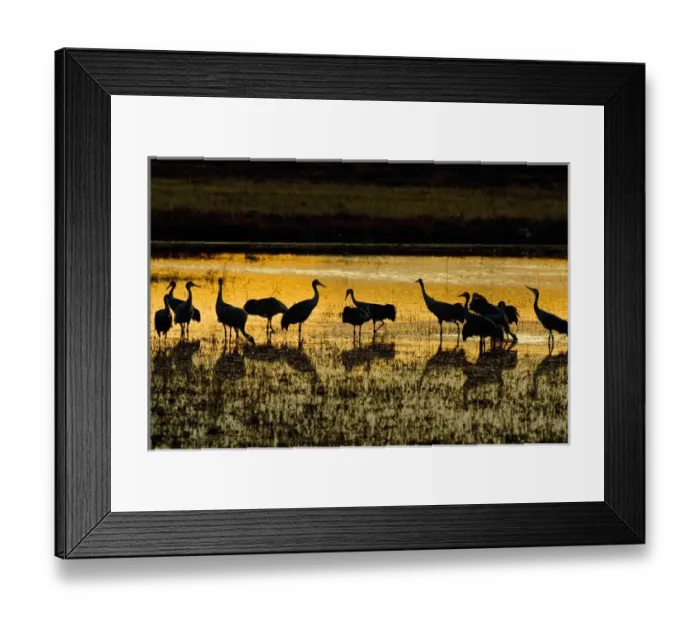 Framed Print : Sandhill Cranes (Grus canadensis) flock at roost in shallow marsh near the Rio Grande Framed Print : Sandhill Cranes (Grus canadensis) flock at roost in shallow marsh near the Rio Grande