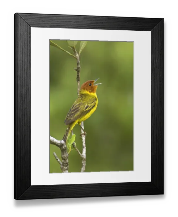 Framed Print : Mexico, Tamaulipas State. Yellow mangrove warbler male perched on branch singing