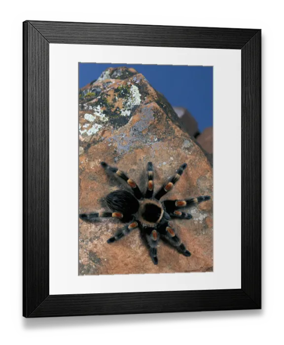 Framed Print : Central America, Mexico. Mexican Red Kneed Tarantula (Brachypelma smithi) Framed Print : Central America, Mexico. Mexican Red Kneed Tarantula (Brachypelma smithi)