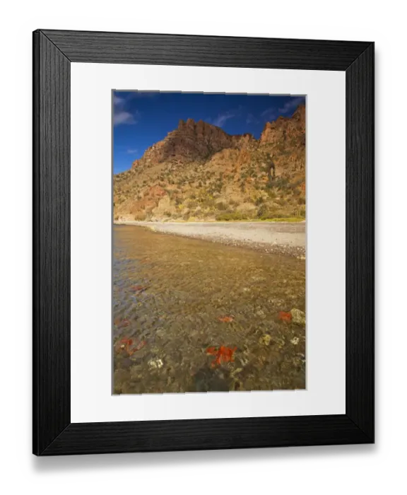 Framed Print : Starfish along the shoreline of Isla Carmen in the Gulf of California near Loreto Mexico Framed Print : Starfish along the shoreline of Isla Carmen in the Gulf of California near Loreto Mexico