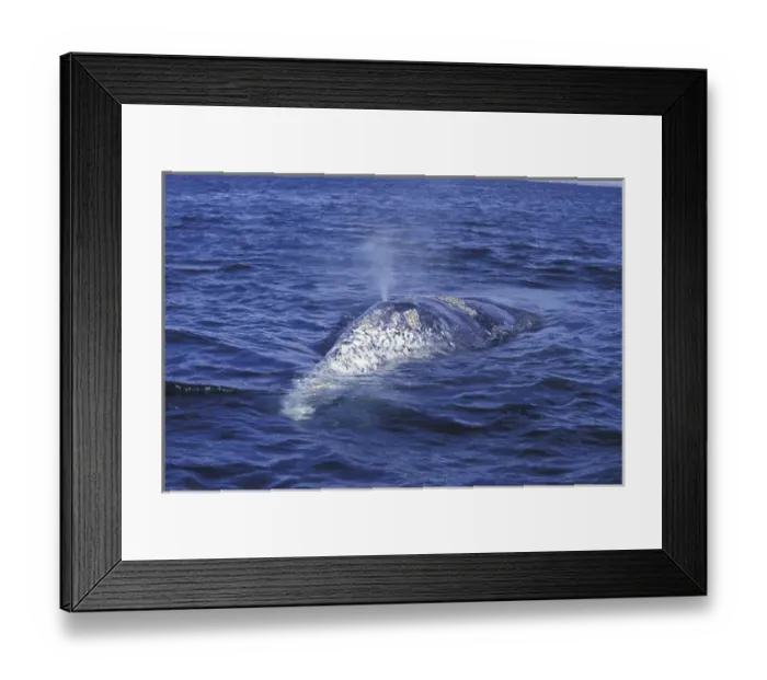 Framed Print : NA, Mexico, Baja, San Ignacio Bay. Gray whale back and blow hole Framed Print : NA, Mexico, Baja, San Ignacio Bay. Gray whale back and blow hole