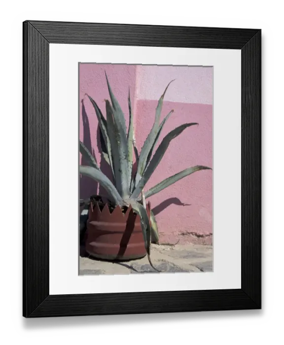 Framed Print : NA, Mexico, Baja, Todos Santos. Potted cactus in front of colorful pink wall Framed Print : NA, Mexico, Baja, Todos Santos. Potted cactus in front of colorful pink wall