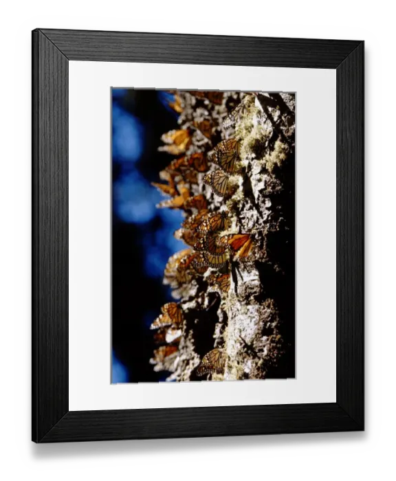 Framed Print : North America - Mexico - Michoacan - Sierra Madre Mountains - El Rosario Monarch Framed Print : North America - Mexico - Michoacan - Sierra Madre Mountains - El Rosario Monarch