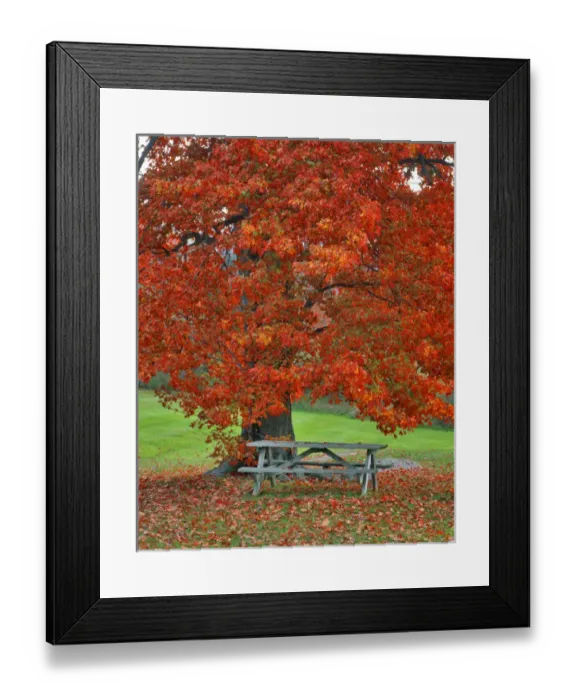Framed Print : USA, New York, West Park. Bench under maple in autumn. Credit as: Steve Terrill / Framed Print : USA, New York, West Park. Bench under maple in autumn. Credit as: Steve Terrill /