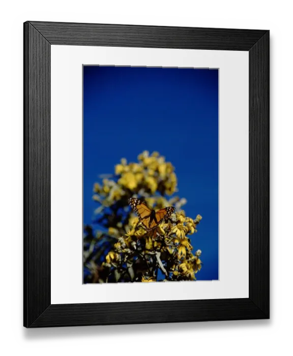 Framed Print : North America - Mexico - Michoacan - Sierra Madre Mountains - El Rosario Monarch Framed Print : North America - Mexico - Michoacan - Sierra Madre Mountains - El Rosario Monarch