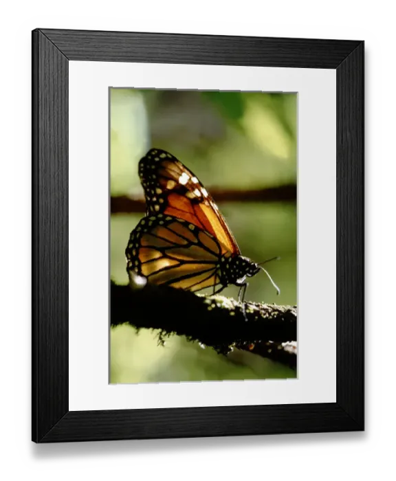 Framed Print : North America - Mexico - Michoacan - Sierra Madre Mountains - Herrada Monarch Butterfly Framed Print : North America - Mexico - Michoacan - Sierra Madre Mountains - Herrada Monarch Butterfly