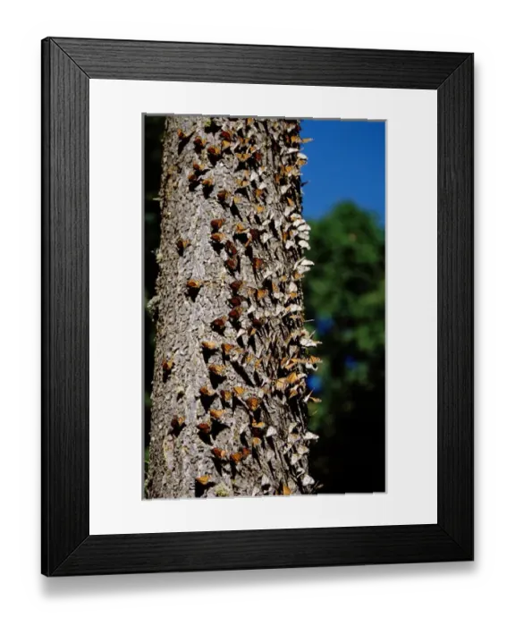 Framed Print : North America - Mexico - Michoacan - Sierra Madre Mountains - El Rosario Monarch Framed Print : North America - Mexico - Michoacan - Sierra Madre Mountains - El Rosario Monarch
