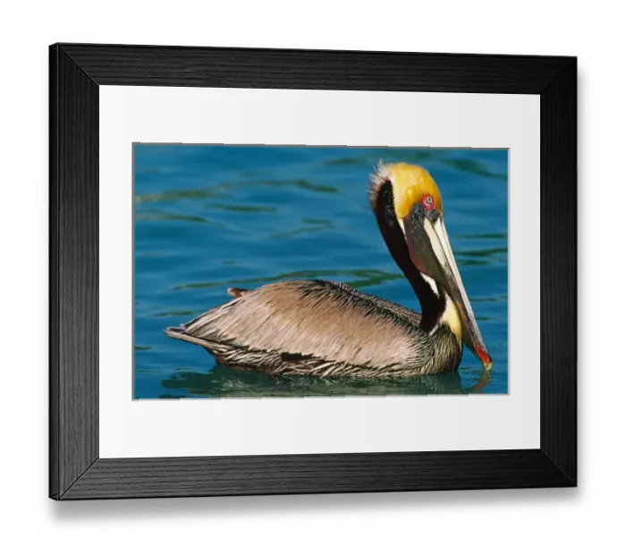 Framed Print : Male Brown Pelican (Pelecanus occidentalis) in breeding plumage. West coast of Mexico Framed Print : Male Brown Pelican (Pelecanus occidentalis) in breeding plumage. West coast of Mexico