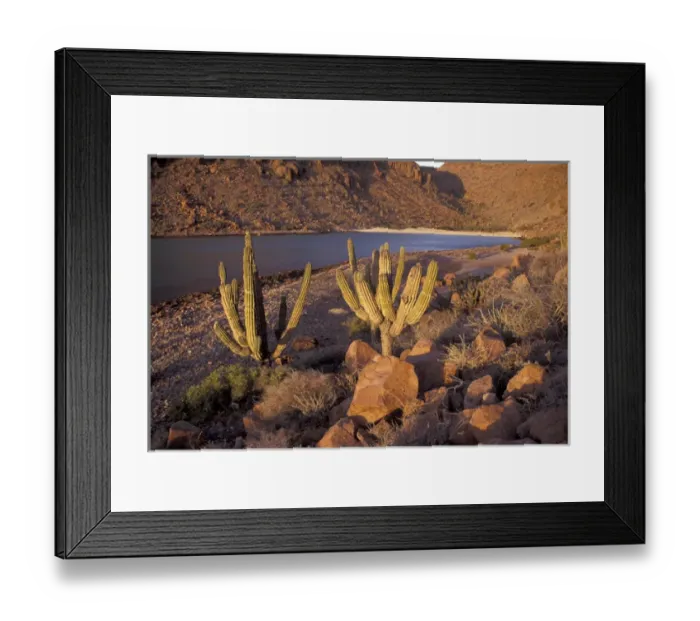 Framed Print : NA, Mexico, Baja Mexico, Sea of Cortez Cacti on Espiritu Santo Island Framed Print : NA, Mexico, Baja Mexico, Sea of Cortez Cacti on Espiritu Santo Island