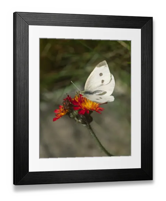 Framed Print : North America, USA, New York State. Cabbage White Butterfly (Pieris rapae) on Orange Hawkweed Framed Print : North America, USA, New York State. Cabbage White Butterfly (Pieris rapae) on Orange Hawkweed