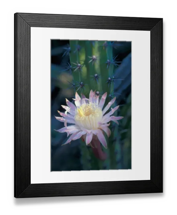 Framed Print : 06. Mexico, Baja, Coyote Bay. Blooming Sour Pitaya Cactus