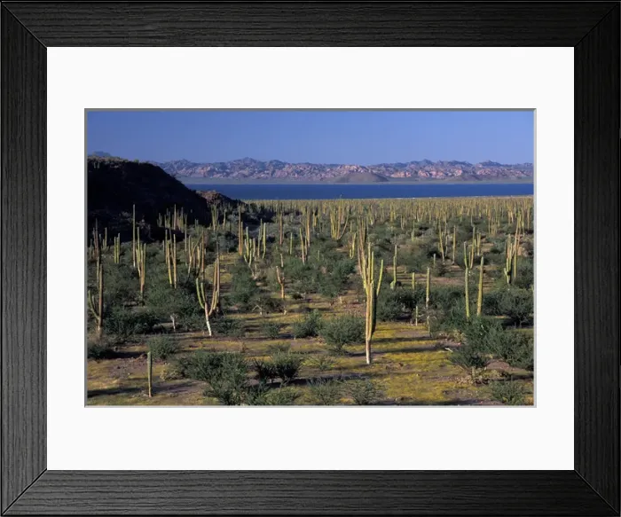 Framed Print : North America, Mexico, Sea of Cortez, Baja Cardon cactuses (Pachycereus pringlei) Framed Print : North America, Mexico, Sea of Cortez, Baja Cardon cactuses (Pachycereus pringlei)