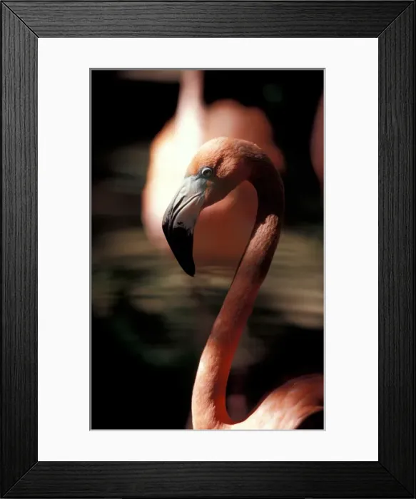 Framed Print : Mexico, Yucatan Peninsula, Pink Flamingo at Xcaret, eco-archeological park of Xcaret Framed Print : Mexico, Yucatan Peninsula, Pink Flamingo at Xcaret, eco-archeological park of Xcaret