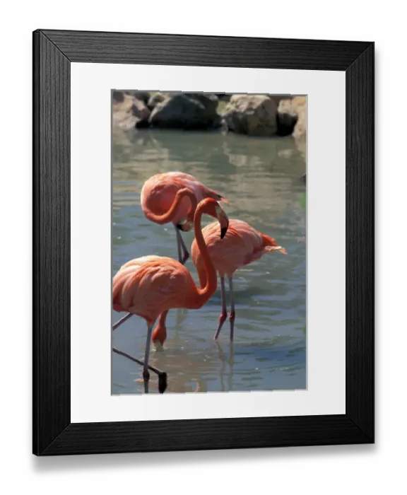 Framed Print : Mexico, Riviera Maya. Pink Flamingo at Xcaret Framed Print : Mexico, Riviera Maya. Pink Flamingo at Xcaret