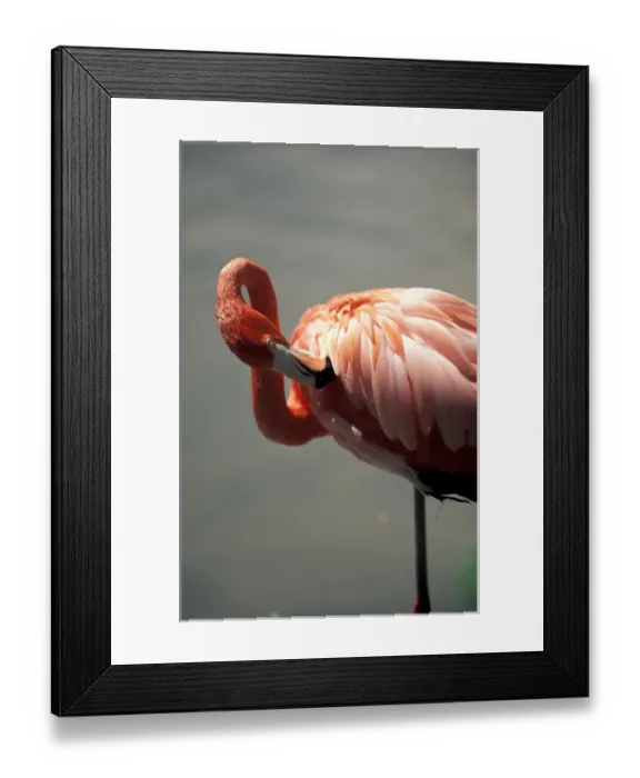 Framed Print : Mexico, Riviera Maya. Pink Flamingo at Xcaret Framed Print : Mexico, Riviera Maya. Pink Flamingo at Xcaret