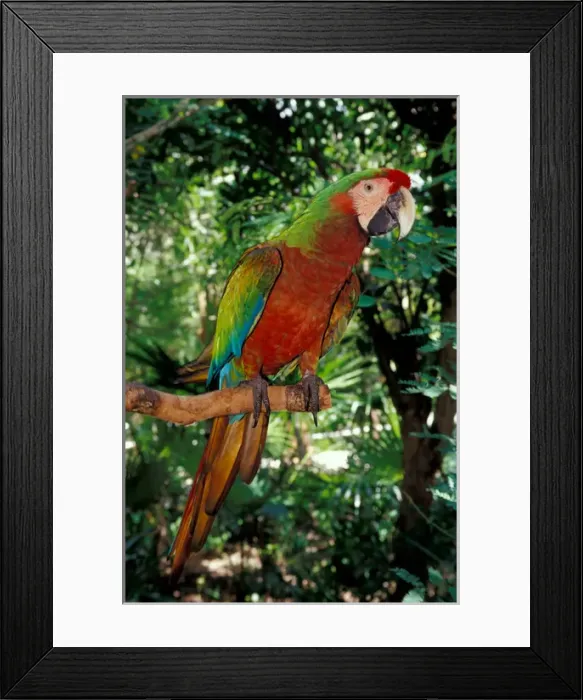 Framed Print : Mexico, Riviera Maya. Scarlet macaw at Xcaret Framed Print : Mexico, Riviera Maya. Scarlet macaw at Xcaret