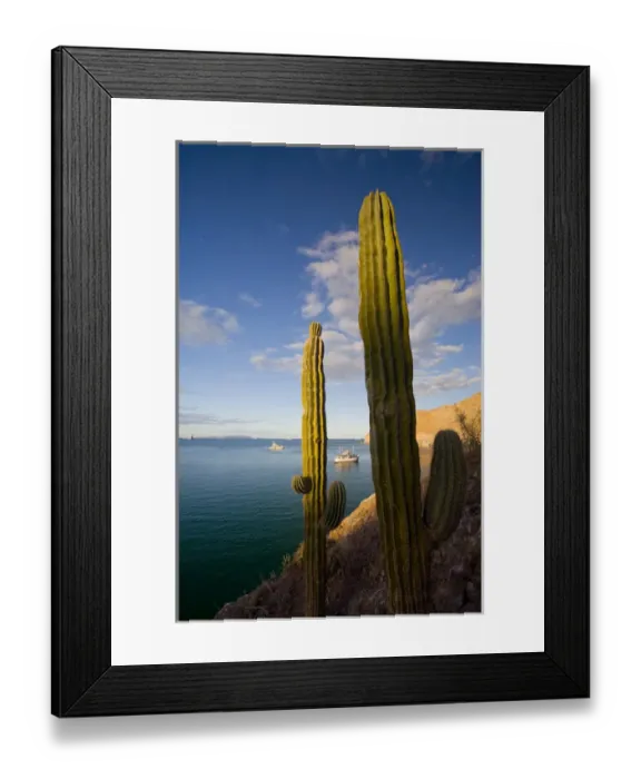 Framed Print : Mexico, Baja, Sea of Cortez. Cardon Cactus frame yachts at Agua Verde