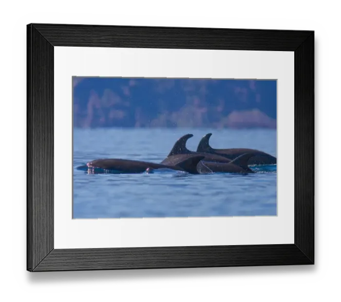 Framed Print : Mexico, Baja, Sea of Cortez. Pod of Bottlenose Dolphins underway