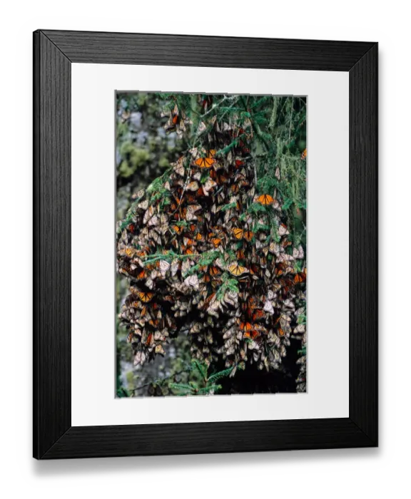 Framed Print : Mexico, Sierra Chincua Monarch Sanctuary, Monarch Butterflies (Danaus plexippus) Framed Print : Mexico, Sierra Chincua Monarch Sanctuary, Monarch Butterflies (Danaus plexippus)