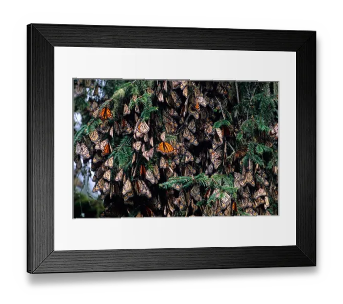 Framed Print : Mexico, Sierra Chincua Monarch Sanctuary, Monarch Butterflies (Danaus plexippus) Framed Print : Mexico, Sierra Chincua Monarch Sanctuary, Monarch Butterflies (Danaus plexippus)