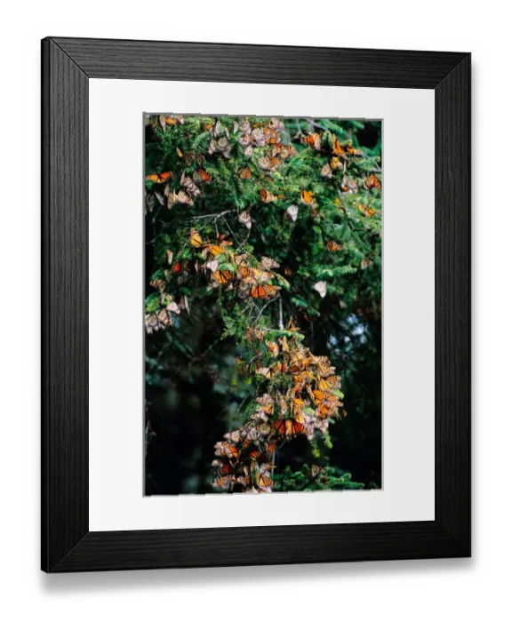 Framed Print : Mexico, Sierra Chincua Monarch Sanctuary, Monarch Butterflies (Danaus plexippus) Framed Print : Mexico, Sierra Chincua Monarch Sanctuary, Monarch Butterflies (Danaus plexippus)
