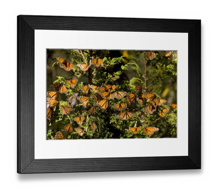 Framed Print : Monarch Butterflies(Danaus plexippus) on Pine Tree, El Rosario Butterfly Reserve