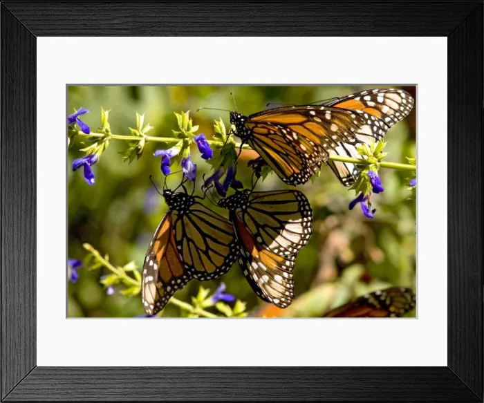 Framed Print : Monarch Butterflies(Danaus plexippus)nectaring on flower, El Rosario Butterfly Reserve Framed Print : Monarch Butterflies(Danaus plexippus)nectaring on flower, El Rosario Butterfly Reserve