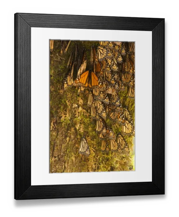 Framed Print : Monarch Butterflies(Danaus plexippus) on bark, El Rosario Butterfly Reserve Framed Print : Monarch Butterflies(Danaus plexippus) on bark, El Rosario Butterfly Reserve