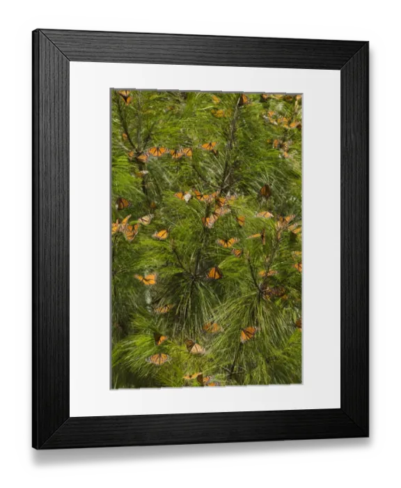Framed Print : Monarch Butterflies(Danaus plexippus) in Pine Trees, El Rosario Butterfly Reserve Framed Print : Monarch Butterflies(Danaus plexippus) in Pine Trees, El Rosario Butterfly Reserve