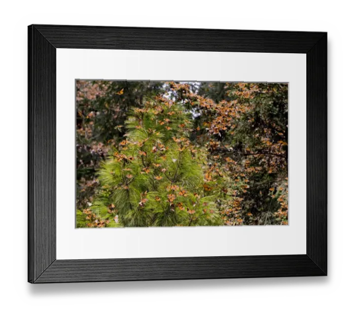 Framed Print : Monarch Butterflies(Danaus plexippus) in Pine Trees, El Rosario Butterfly Reserve Framed Print : Monarch Butterflies(Danaus plexippus) in Pine Trees, El Rosario Butterfly Reserve