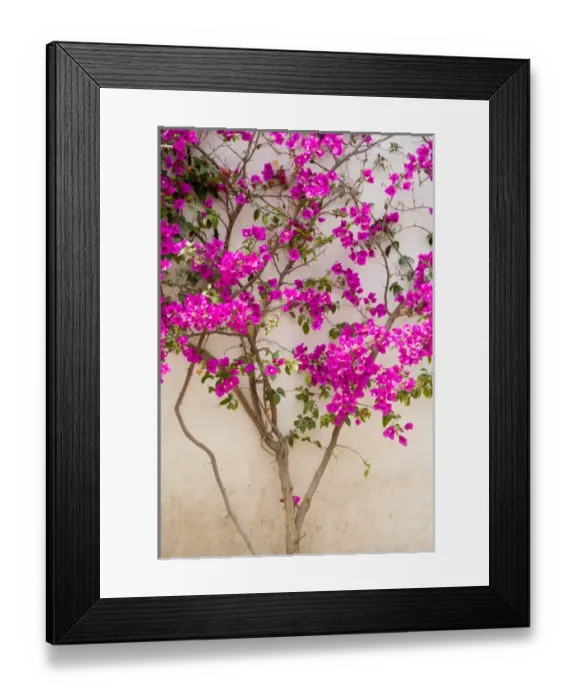 Framed Print : North America, Mexico, Pozos. Bouganvilla blooming on wall in the town of Mineral Framed Print : North America, Mexico, Pozos. Bouganvilla blooming on wall in the town of Mineral