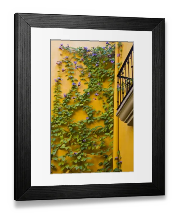 Framed Print : North America, Mexico, Guanajuato state, San Miguel de Allende. Flowering vine Framed Print : North America, Mexico, Guanajuato state, San Miguel de Allende. Flowering vine