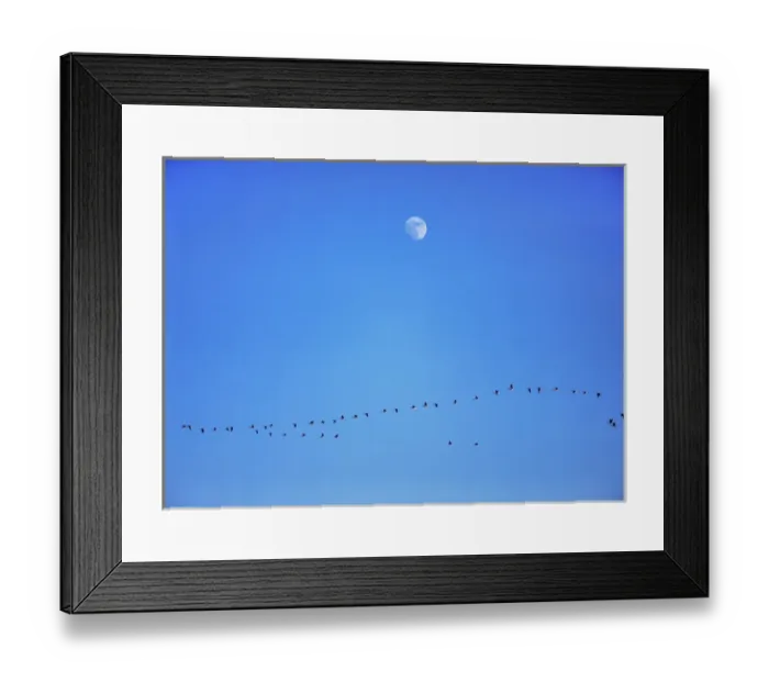Framed Print : USA, North Dakota, Washburn. A flock of Canada geese flies below an almost full moon near Washburn Framed Print : USA, North Dakota, Washburn. A flock of Canada geese flies below an almost full moon near Washburn