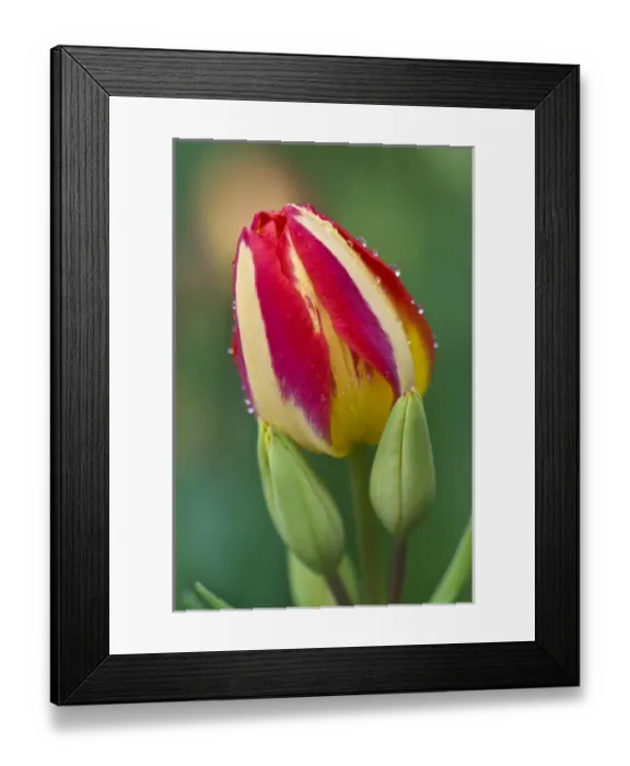 Framed Print : USA, Ohio. Close-up of single tulip flower with buds. Credit as: Nancy Rotenberg Framed Print : USA, Ohio. Close-up of single tulip flower with buds. Credit as: Nancy Rotenberg