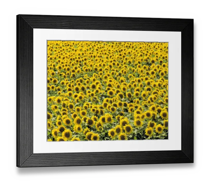 Framed Print : USA, North Dakota, Cass Co. An endless field of golden sunflowers, in Cass County Framed Print : USA, North Dakota, Cass Co. An endless field of golden sunflowers, in Cass County
