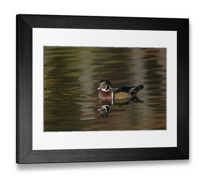 Framed Print : USA, Ohio, Cleveland, Chagrin Reservation. Wood duck drake swimming. Credit as: Arthur