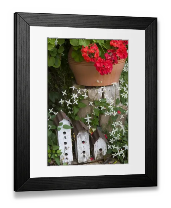 Framed Print : Backyard garden display