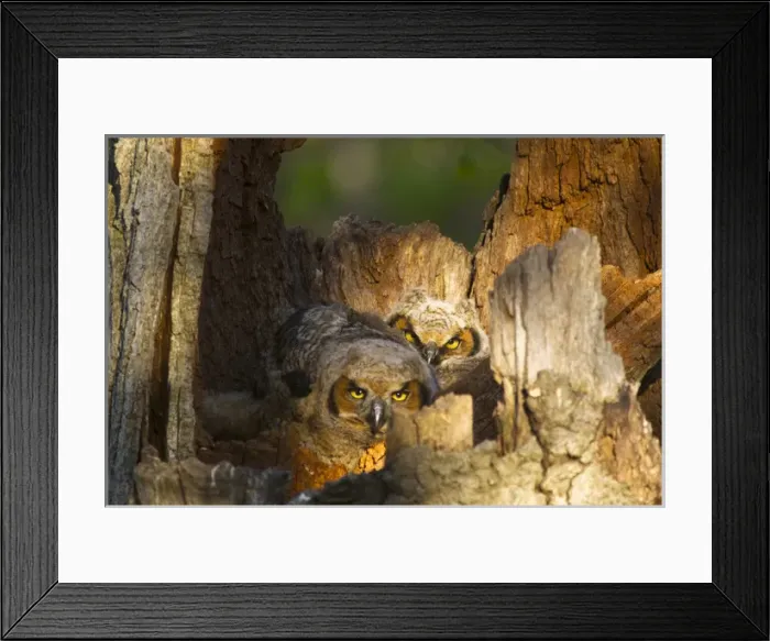 Framed Print : Great Horned Owls at nest site in Defiance, Ohio, USA Framed Print : Great Horned Owls at nest site in Defiance, Ohio, USA