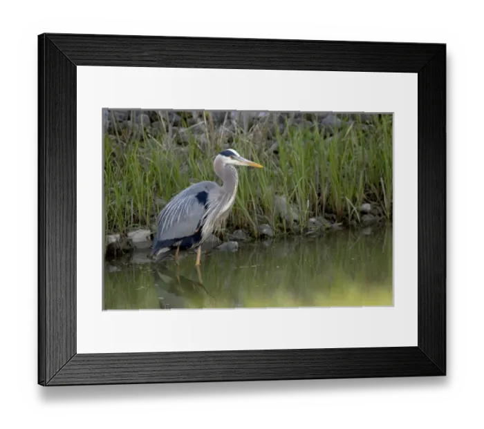 Framed Print : Great blue heron at Maumee Bay Refuge, Ohio. maumee bay refuge, ohio, water